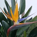 Elisabetta *